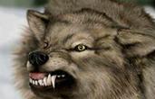 Башкирские фермеры подверглись нападению бешеного волка