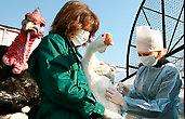 На одной из вьетнамских ферм зарегистрирована вспышка птичьего гриппа 