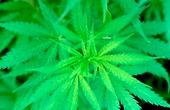 Правительство штата Нью-Мексико одобрило деятельность первого официального  поставщика марихуаны в стране