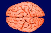 Британских граждан призывают завещать свой мозг для исследования болезни Паркинсона