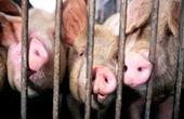 FDA привлекает к борьбе со свиным гриппом неиспытанные препараты