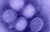 В Европе зафиксирован первый случай устойчивости гриппа H1N1 к препарату осельтамивир