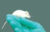 Ученые из КНР смогли вырастить мышей из клеток мышиной кожи