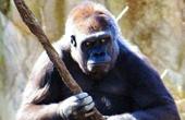 Пожилая француженка из Камеруна заражена «обезьяньим» вирусом иммунодефицита