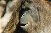 Американские ученые вылечили обезьян от цветовой слепоты с помощью генной терапии
