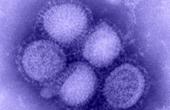 Грипп H1N1 унес жизни четверых россиян