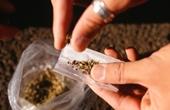 Голландцы оказались не самыми ярыми поклонниками марихуаны
