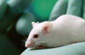 Новый способ введения вакцины позволил вылечить от рака лабораторных мышей