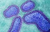 Грипп H1N1 унес жизни десяти тысяч американцев