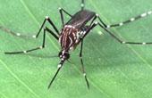 С переносчиками лихорадки денге будут бороться с помощью биологического оружия