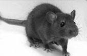 Ученые встревожены нездоровым образом жизни лабораторных мышей