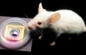 Обнаружен ген, блокирующий регенерацию тканей у млекопитающих