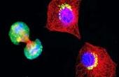 Американские ученые создали живую синтетическую клетку