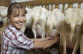 В Калининграде зафиксированы случаи заражения клещевым энцефалитом после употребления козьего молока