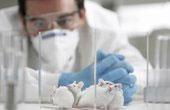 Ученые потратят 900 миллионов долларов на изучение фенотипов лабораторных мышей 