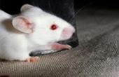 Американские ученые пересадили крысам искусственно выращенную печень