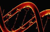 Вера в генетику увеличивает количество вредных привычек