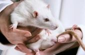 Американские ученые пересадили крысам выращенные в лаборатории легкие