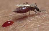 В большинстве московских водоемов обнаружены малярийные комары