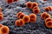 В Латвии зафиксирована вспышка серозного менингита