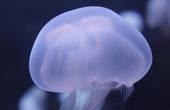 В минувшие выходные от ядовитых медуз пострадали более 30 жителей Приморья