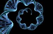 Доказана способность клеток млекопитающих синтезировать молекулы РНК