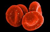 Шотландские ученые создали технологию получения крови из эмбрионов
