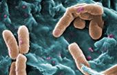 Бактерии начинают «ходить на ногах»