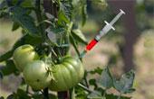 Украинские эксперты обнаружили ГМО в 6% образцов проверенной продукции