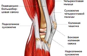 Ученые предложили использовать собственную кровь пациента для лечения травм подколенного сухожилия