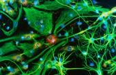 Разработана новая методика, позволяющая наблюдать за нейронами в глубинных отделах головного мозга