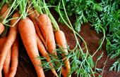 Морковь может сделать человека более симпатичным