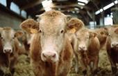 Устойчивость к антибиотикам может передаваться от животных к людям