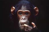 Специалисты призывают ограничить медицинские исследования на шимпанзе