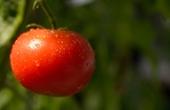 Ученые расшифровали геном томата