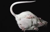 Изменение маршрутов нервных сигналов в спинном мозге восстанавливает движение у парализованных крыс