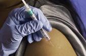 Новая вакцина предоставляет защиту от лихорадки Денге