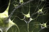 В головном мозге одна форма нейрона превращается в другую