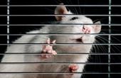 Крысы, наделенные «шестым чувством» посредством нейропротезного устройства способны «видеть» инфракрасный свет