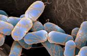Бактерии в состоянии стресса становятся устойчивы к антибиотикам
