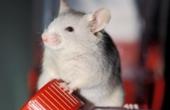 Состояние крыс с травмой позвоночника улучшилось после инъекций стволовых клеток