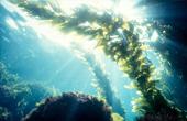 Как связаны морские водоросли со здоровьем человека?