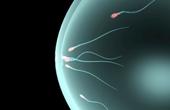 Ежедневные эякуляции улучшают качество ДНК мужской спермы