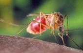 Россия потратит 20 миллионов долларов на борьбу с малярией в Африке