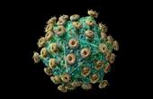 Ученые обновили »генеалогическое древо» вируса ВИЧ