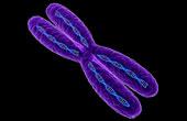 X-хромосома отвечает за выработку спермы