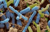 Кишечные бактерии вызывают лимфому