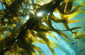 Морские водоросли в современной медицине