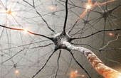 Что нужно знать о нервной системе?