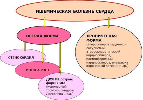 Баклажаны – польза и могут ли нанести вред